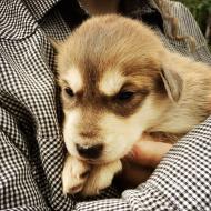 Iditarod Puppy