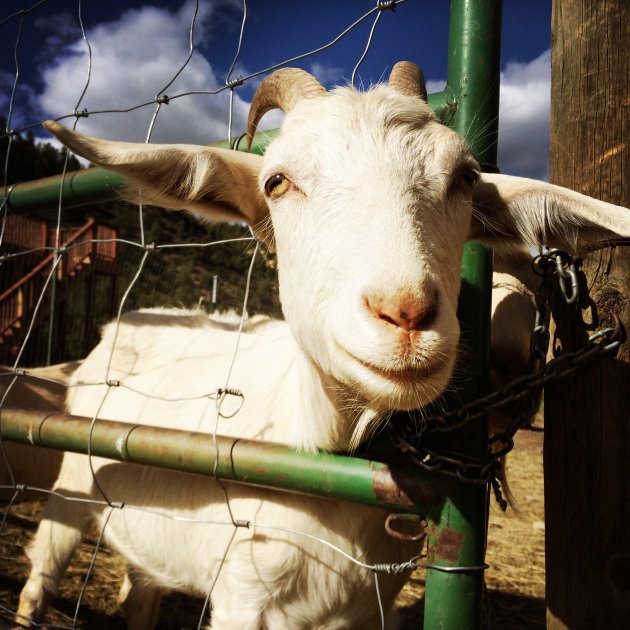 Goat, Mancos, 2014, #2
