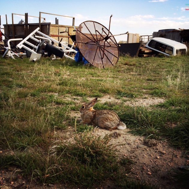 Wild Rabbit, Broken Shovels Farm