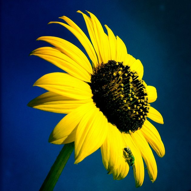 Green Bee on Sunflower
