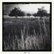 Deer in Apple Orchard, Mesa Verde in the Distance