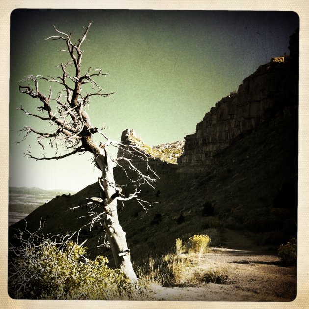 Dead Tree on Abandoned Knife Edge Road, Mesa Verde